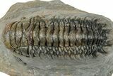 Detailed Crotalocephalina Trilobite - Atchana, Morocco #322277-2